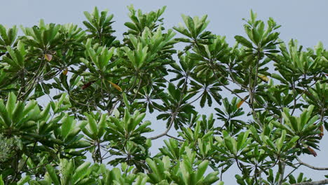 tree canopy with lush foliage