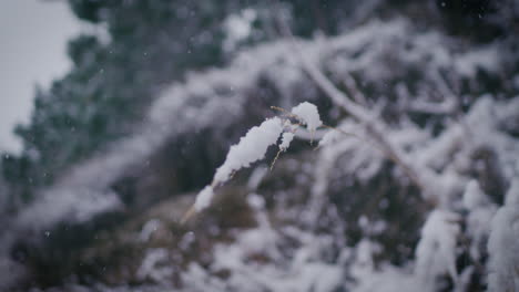 冰凍的草片被雪覆蓋,近距離