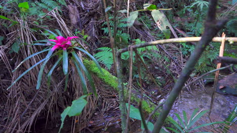 flor de bromelia roja con bosque tropical exuberante y arroyo