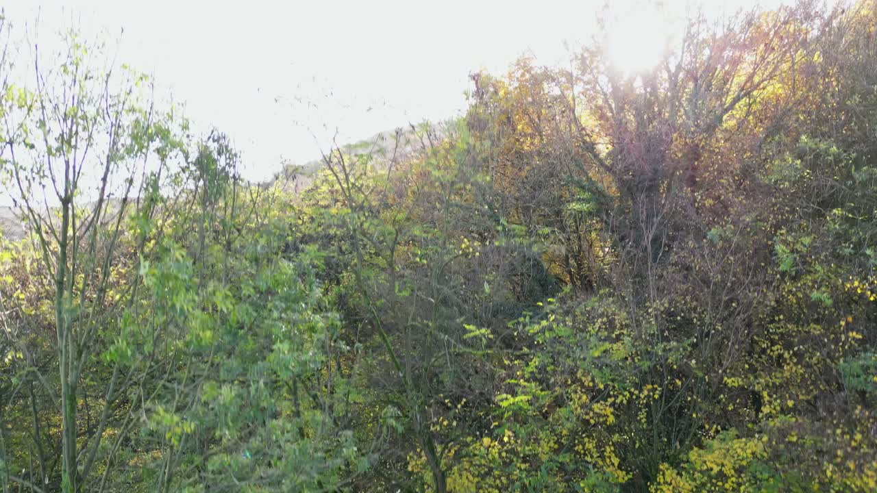 좋은 가을날 본, venusberg에서 나무 사이로 빛나는 태양