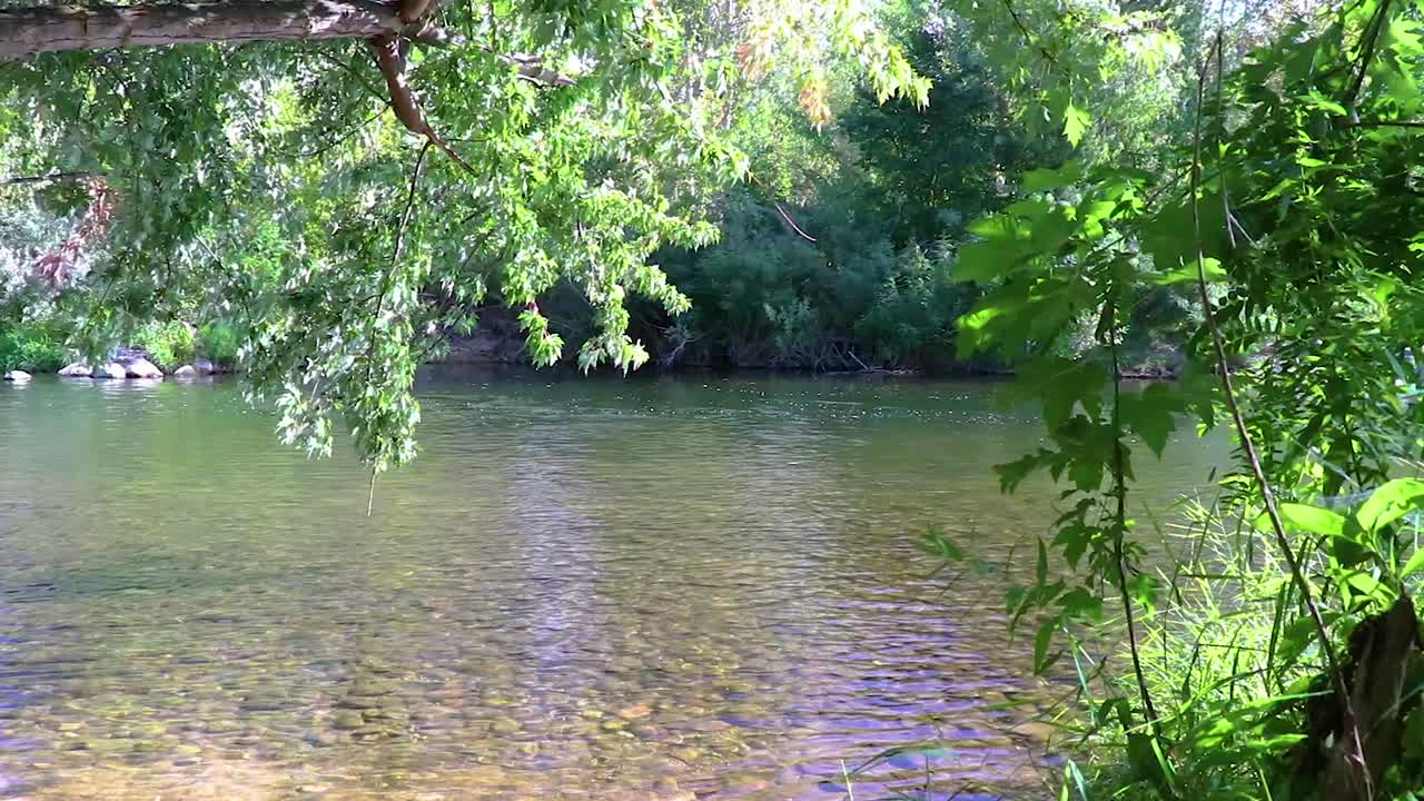 A River Flowing Through The Forest On The Boise Idaho Green Belt 10 Second Video.