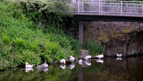 group of geese on an english canal ' real time footage