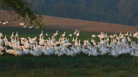 Un-Grupo-De-Gansos-De-Pie-Juntos-En-La-Granja-De-Gansos-En-Alemania