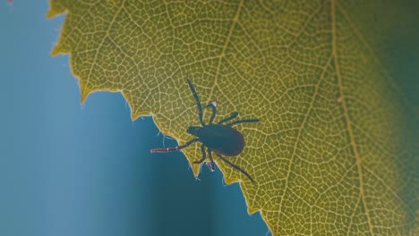 detailed close-up of a mite perched on a green birch leaf, showing its dark brown body and reddish-orange markings