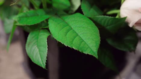 closeup-of-green-leaves-in-a-studio