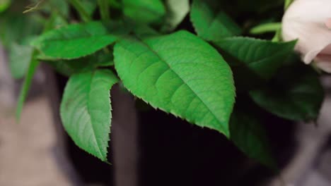 primer plano de hojas verdes en un estudio