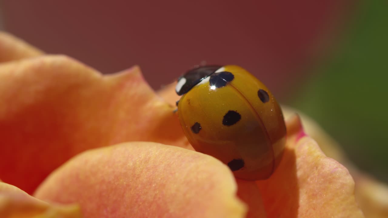 Ladybug exploring a delicate rose petal in a vibrant garden during spring season