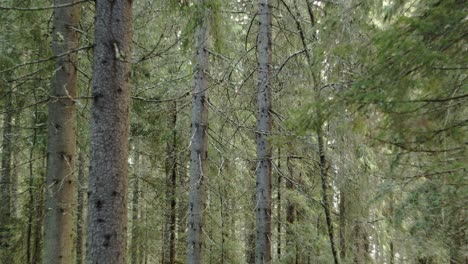 green forest with evergreen forest pan down into path - jyvaskyla finland