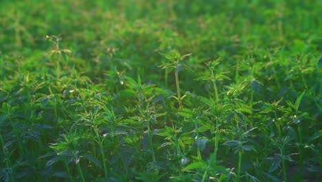 Wunderschön-Beleuchteter-Frühmorgendlicher-Clip-Von-Cannabisfeldern-Oder-Hanfpflanzen,-Die-Auf-Einem-Feld-Wachsen