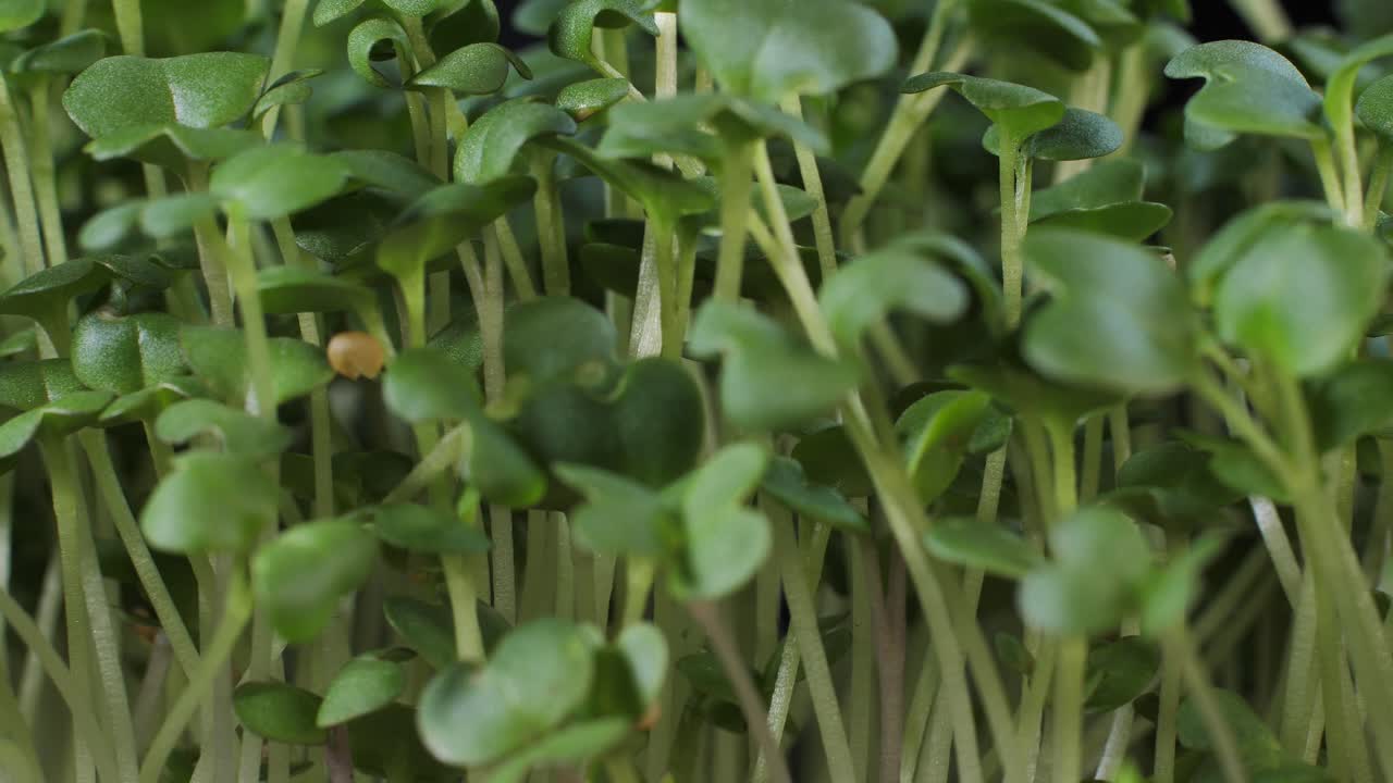 germinación de semillas para la nutrición. plántulas micro verdes