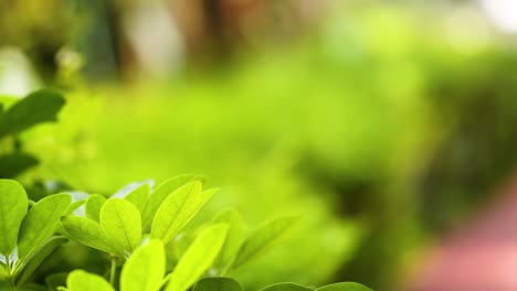close-up view of lush green leaves beside a blurred pathway, capturing nature's vivid colors.