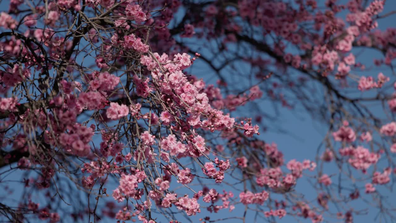Close view of multiple plum blossom branches covered in flowers, showcasing the density of spring growth