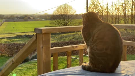 cat enjoying the sunrise view