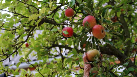 Beautiful organic juicy apples on the tree. Male hand picks the fruit from the branch.