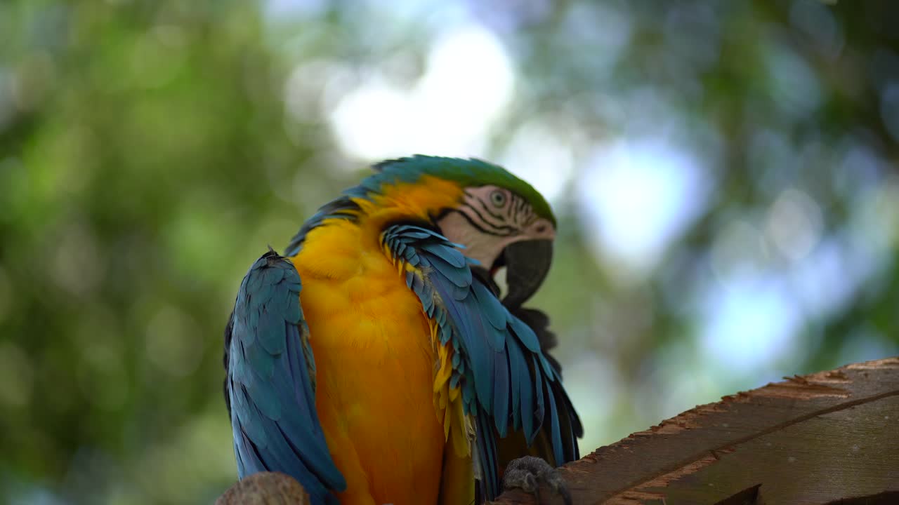 guacamayo podando sus plumas en la selva