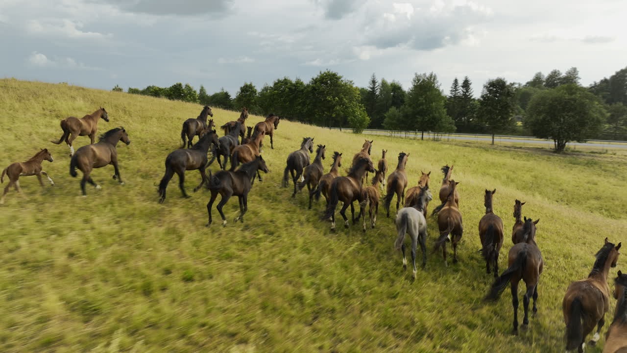grupo de hermosos caballos salvajes corriendo en el campo brillante