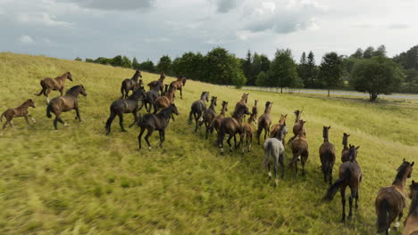 group of beautiful wild horses running in the bright field