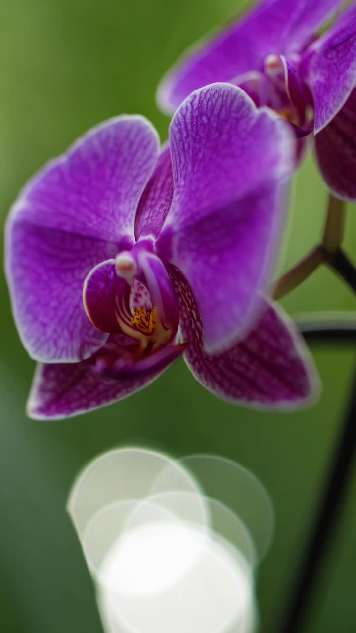 Video ravvicinato di vivaci orchidee viola con sfondo sfocato