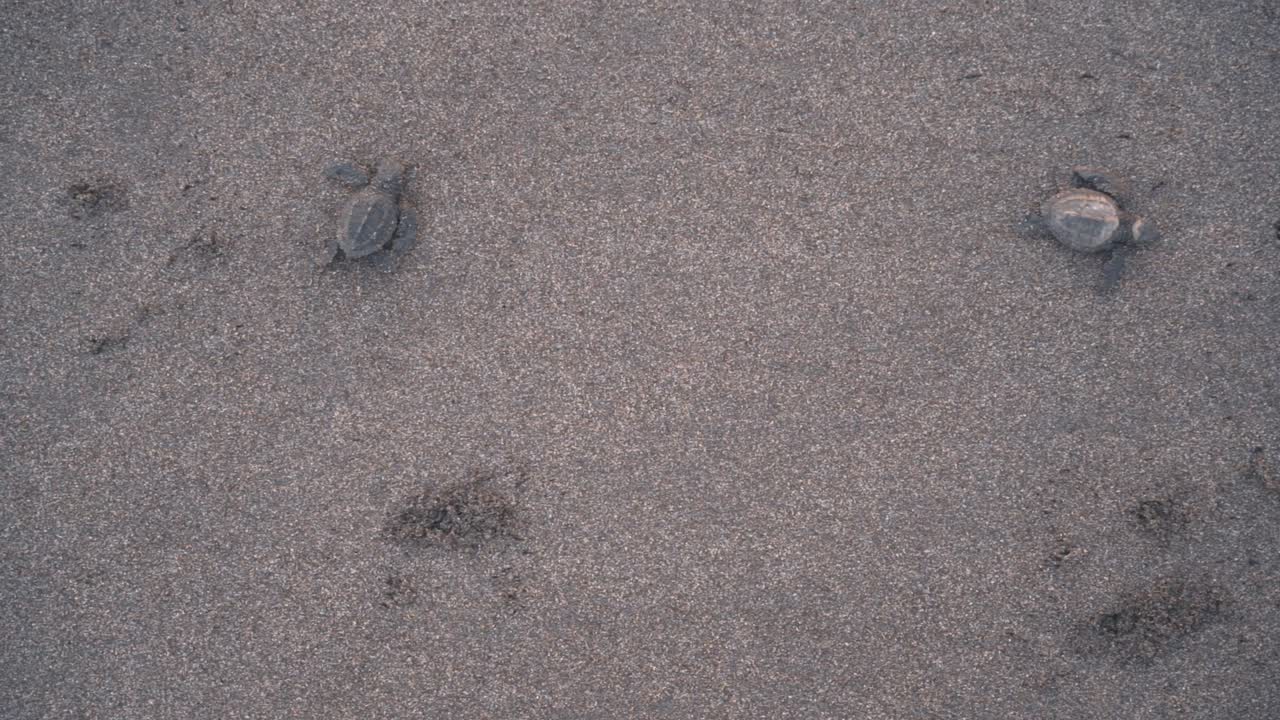 모래 해안선 해변에서 고군분투하는 갓 태어난 거북이, 위에서 아래로 보기