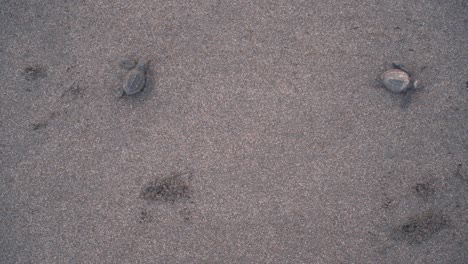 Tortugas-Recién-Nacidas-Luchando-En-La-Playa-De-La-Costa-Arenosa,-Vista-De-Arriba-Hacia-Abajo