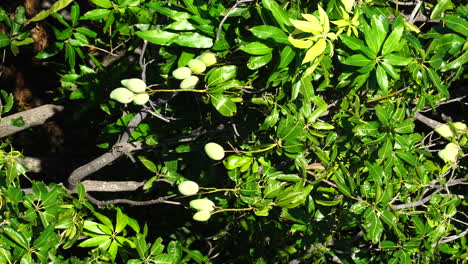 Tropical-mango-tree-with-growing-fruit-in-Vietnam-plantation,-vertical-video