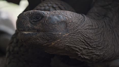discover the incredible world of the galapagos giant tortoise in this captivating video that highlights these majestic creatures in their natural habitat.