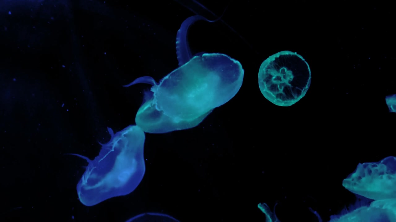 Una vista di meduse blu che nuotano in un acquario, con la telecamera che scende lentamente verso il fondo, evidenziando il loro movimento sereno nell'acqua scura