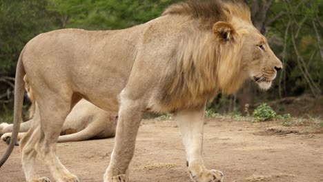 Profile-shot-of-a-male-lion-crossing-a-dirt-road-in-a-safari-park