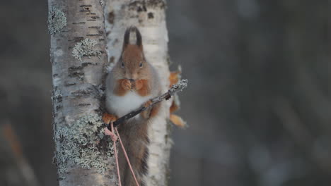 cute red squirrel sits on a tree and eats a nut, looking directly into camera, close-up