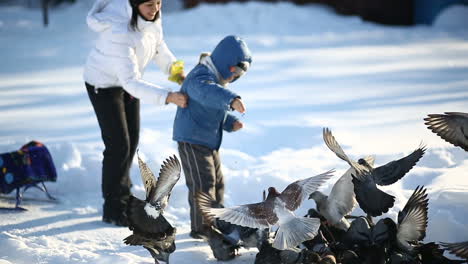family feeding pigeons. woman and her son feeding pigeons in winter