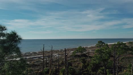 aerial passing tall pine trees showing the gulf of mexico along a beach with dead trees in aftermath of hurricane