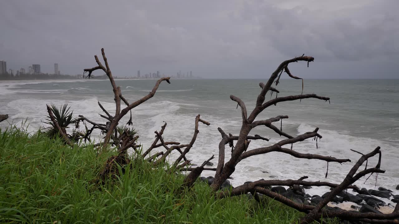 버리 헤즈, 골드 코스트 (burleigh heads, gold coast) - 2024년 1월 2일 - 골드코스트에 있는 버리헤즈에서 비와 폭풍으로 인해 나무가 벗겨졌다.