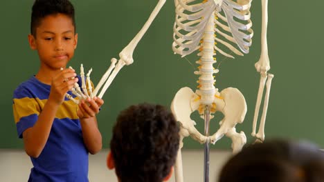 mixed-race schoolboy explaining skeleton model in classroom at school 4k