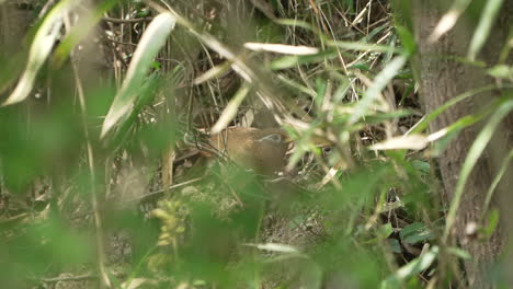 Chinese-Hwamei-Among-The-Bushes-In-Saitama,-Japan-During-Daytime---static-shot