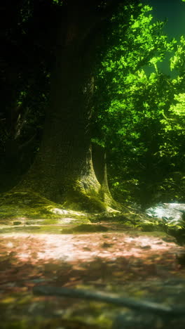 Mysterious Forest Floor