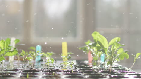 Slow-motion-of-water-droplets-splashing-over-seedlings-in-trays-in-greenhouse