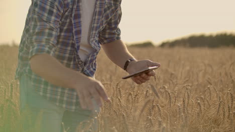 Stylish-old-caucasian-farmer-walking-in-the-golden-wheat-field-on-his-farm-during-the-morning-sunrise