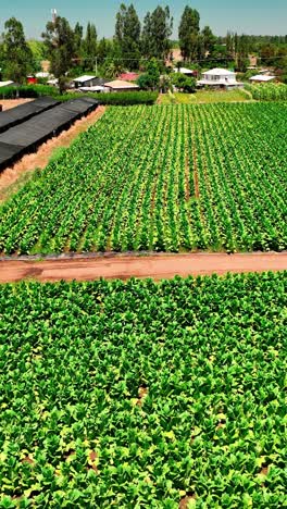 agriculture of tobacco leaves in the planting season