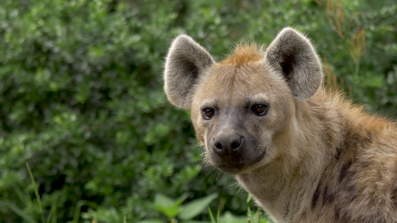 Close-up of a hyena slowly facing the camera with piercing eyes