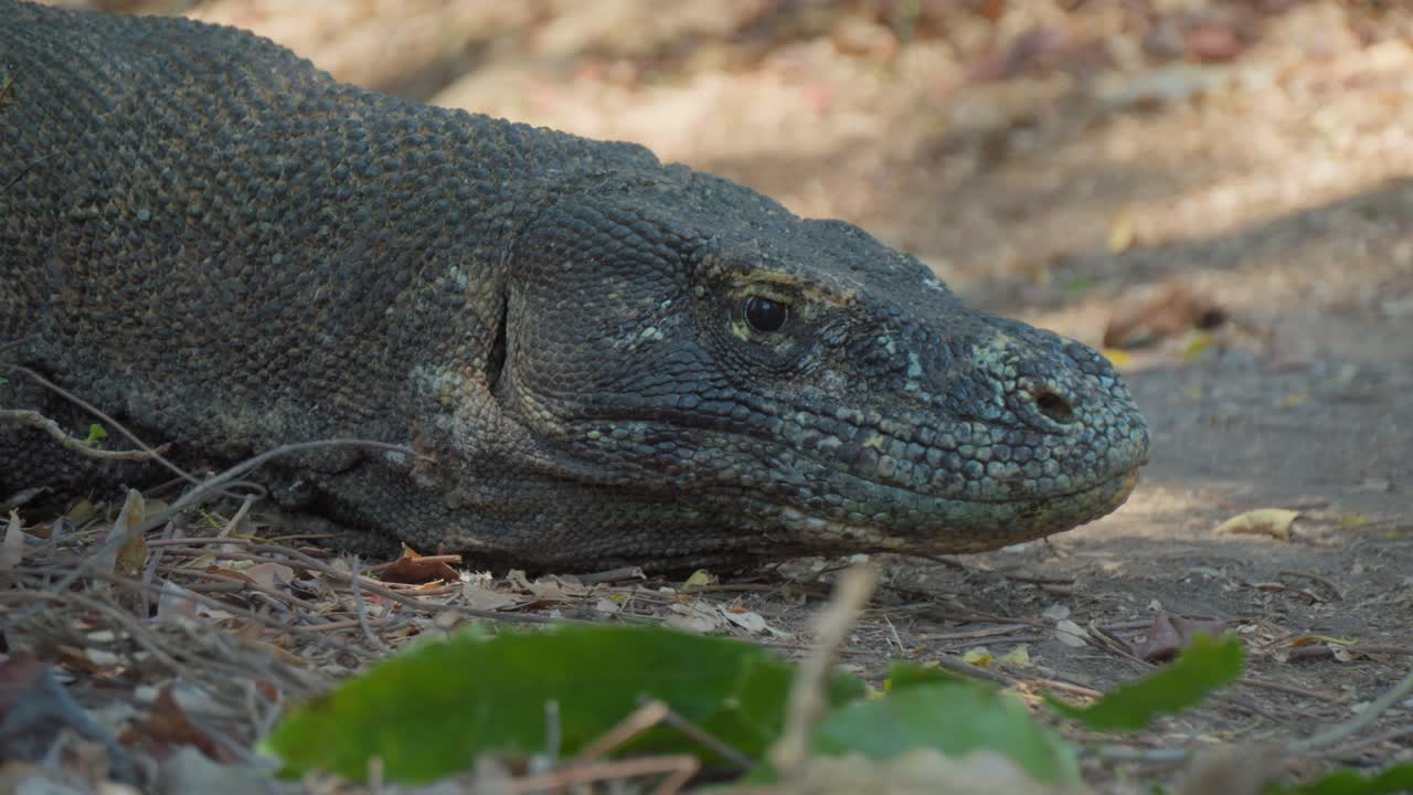 Komodowaran von der Insel Flores liegt auf dem Boden und hebt dann langsam seinen Kopf