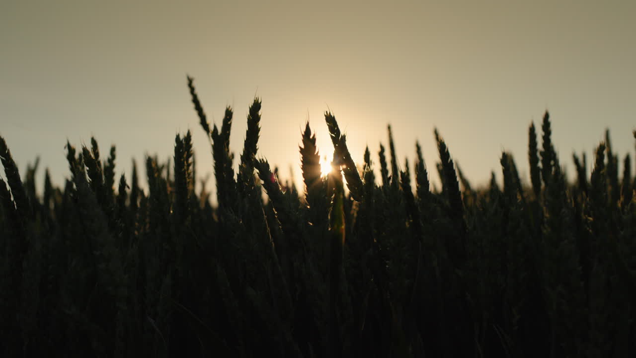 Ears of ripening wheat in the rays of the setting sun