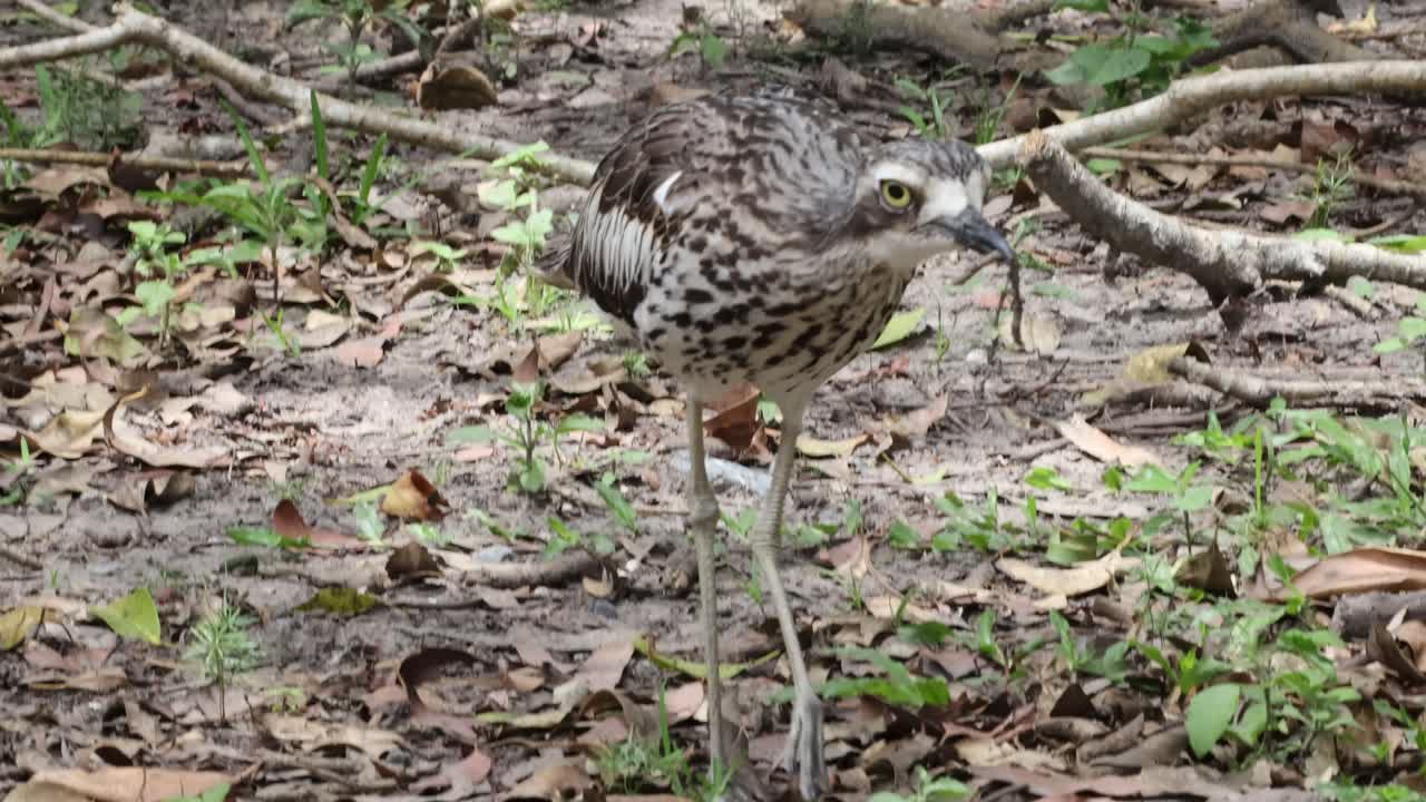птицы клюют и ищут вокруг лиственных лесных полей.