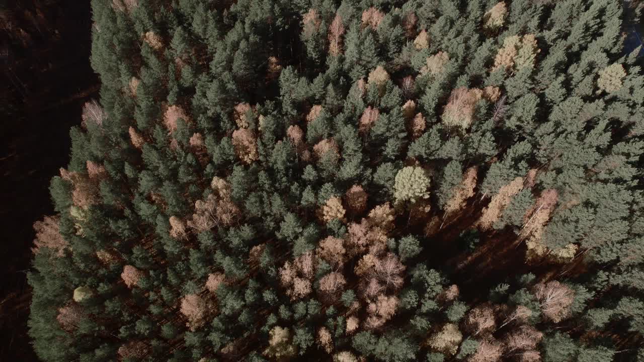 Top-down drone footage of dense mixed conifer and birch forest in peak autumn colors, showing textured treetops and long shadows in the Ural Mountains, Russia