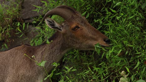 a brown ibex eating green grass and then looking at something interesting while chewing