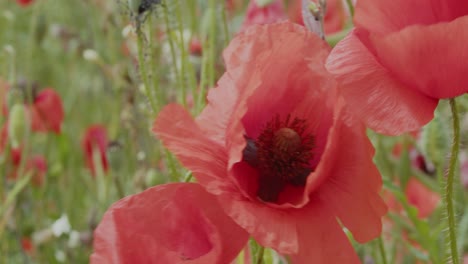 Detail-of-red-poppy-leaves-fluttering-in-the-light-wind