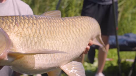 person holding large carp, still alive, caught in lake near varbo, hungary