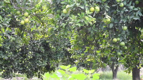 rain on a orange grove, a citrus  orchard full of fruit trees with rain falling on the the newly growing produce.