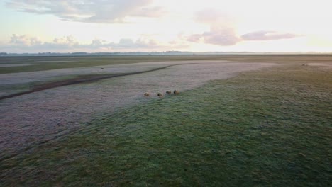 imágenes aéreas de drones de ovejas corriendo en un campo de norfolk
