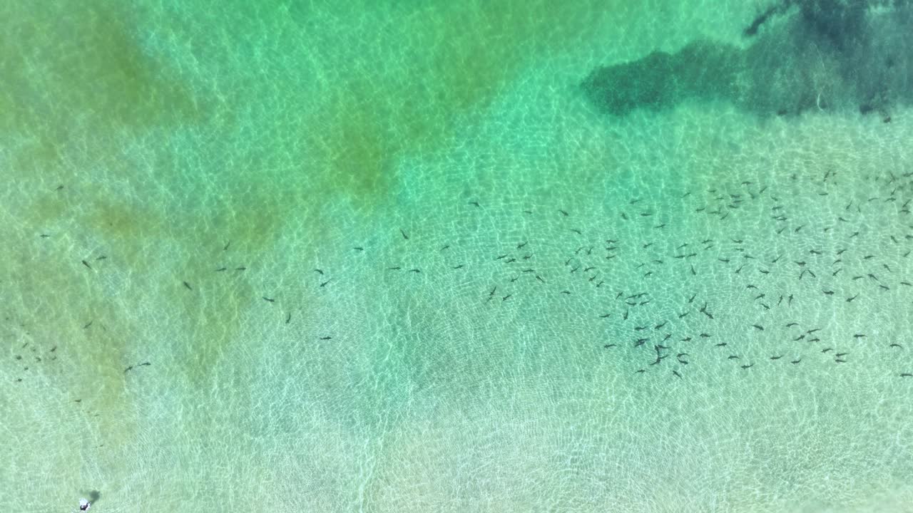 aerial view of leopard sharks migrating to shallow water for spawning
