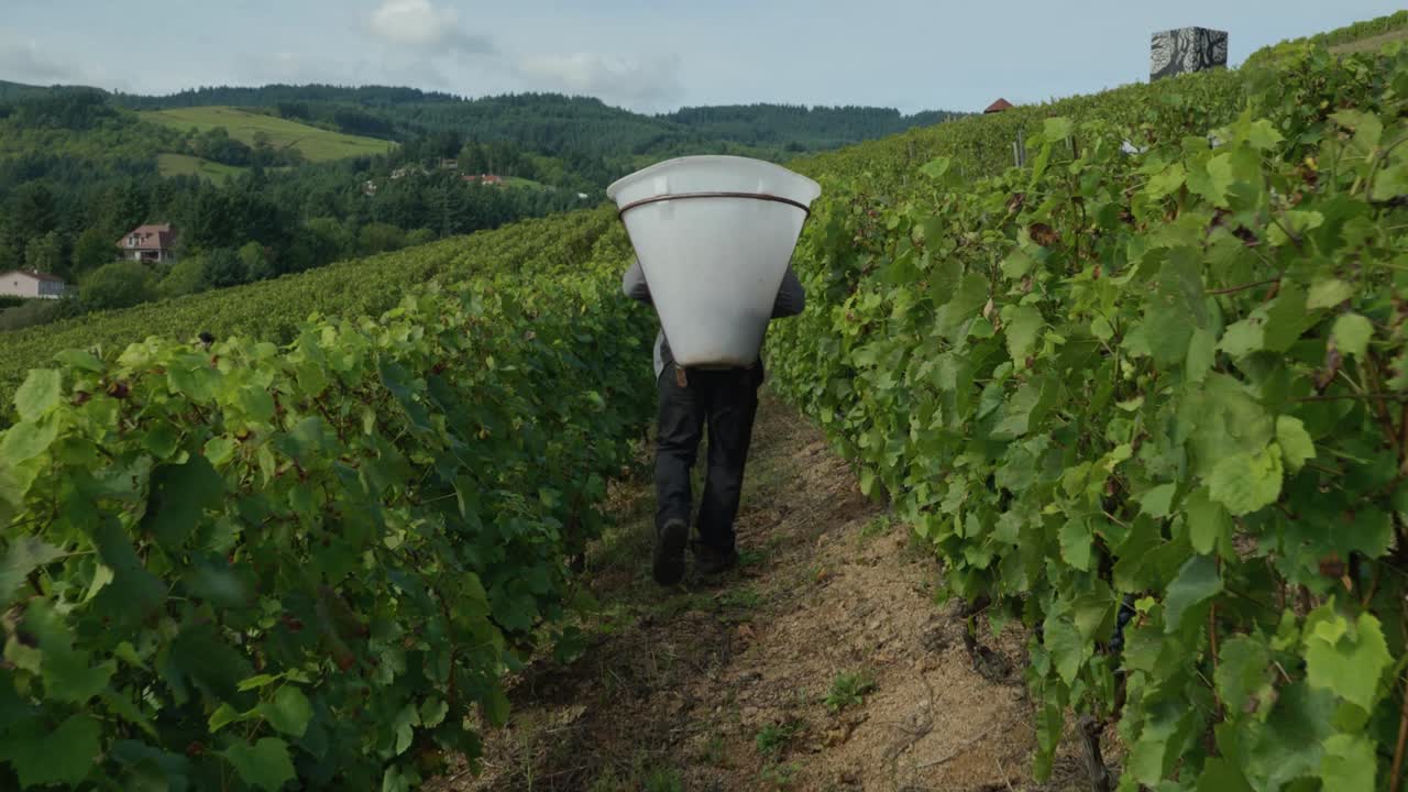 raccoglitore di uve con un grande cesto di plastica sulla schiena che cammina nel vigneto francese durante la raccolta delle uve all'inizio di settembre, in francia